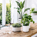 Slim Pickins The Balcony Garden