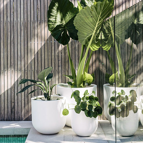 Straight Up The Balcony Garden