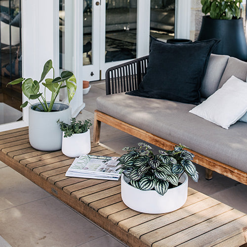 Tops Off The Balcony Garden