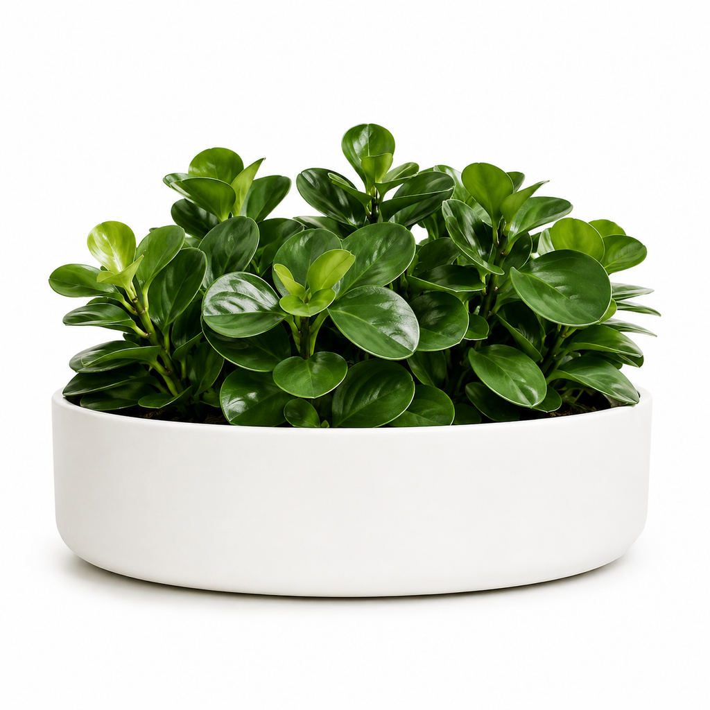 The Gather Planter - Modern Low Indoor Plant Pot The Balcony Garden